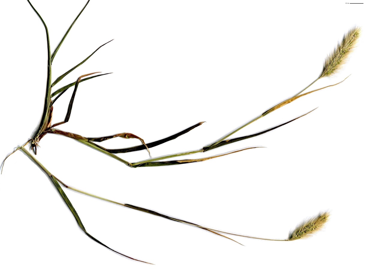 Polypogon maritimus (Poaceae)